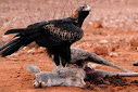 Australian wedge tailed eagle