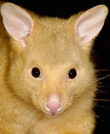 Common-Brushtail-Possum-Trichosurus-vulpecula-Golden-colour-variation2