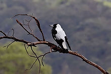 Magpie