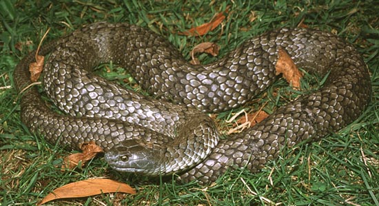 tiger snake